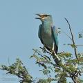 Coracias_garrulus_bb8625