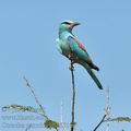 Coracias_garrulus_bb8651