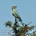 Coracias_garrulus_bb8665