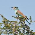 Coracias_garrulus_bb8686