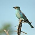 Coracias_garrulus_bb8738