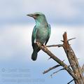 Coracias_garrulus_bb8742