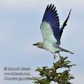 Coracias_garrulus_fb5303