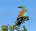 Coracias_garrulus_pa2190729