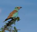 Coracias_garrulus_pa2190770