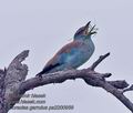 Coracias_garrulus_pa2200956