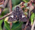 Coranarta_cordigera_dx3190s