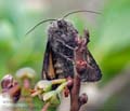 Coranarta_cordigera_dx3252s