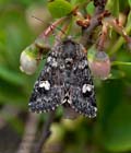 Coranarta_cordigera_dx3278s