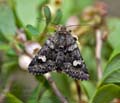 Coranarta_cordigera_dx3302s
