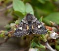 Coranarta_cordigera_dx3328s