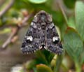 Coranarta_cordigera_dx3354s