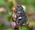 Coranarta_cordigera_dx3376s