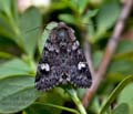 Coranarta_cordigera_dx3459s