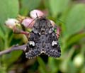 Coranarta_cordigera_dx3491s