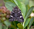 Coranarta_cordigera_dx3519s