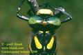 Cordulegaster_boltonii_2540