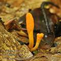 Cordyceps_militaris_bh6716