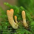 Cordyceps_militaris_bh6777