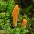 Cordyceps_militaris_bh6833