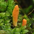 Cordyceps_militaris_bh6833