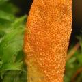 Cordyceps_militaris_bh6845