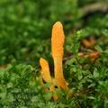 Cordyceps_militaris_bh6928