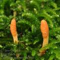 Cordyceps_militaris_bh7002