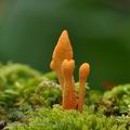 Cordyceps_militaris_bi0126