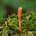 Cordyceps_militaris_bi0134