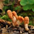 Cordyceps_militaris_bi0148