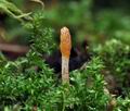 Cordyceps_militaris_bs5625