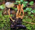 Cordyceps_militaris_bv5600