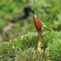 Cordyceps_ophioglossoides_ai9613