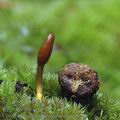 Cordyceps_ophioglossoides_ai9628