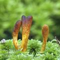 Cordyceps_ophioglossoides_am0265