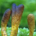 Cordyceps_ophioglossoides_am0270