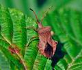 Coreus_marginatus_ag0098