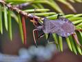 Coreus_marginatus_bf5416