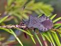 Coreus_marginatus_bf5417