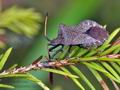 Coreus_marginatus_bf5422