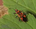 Corizus_hyoscyami_a4713