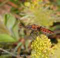 Corizus_hyoscyami_aa6281