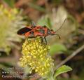 Corizus_hyoscyami_aa6284