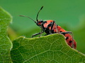 Corizus_hyoscyami_dx2828s