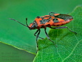 Corizus_hyoscyami_dx2846s