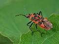 Corizus_hyoscyami_dx2855s