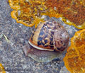 Cornu_aspersum_bg5234