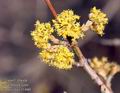 Cornus_mas_11440