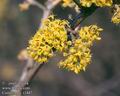 Cornus_mas_11447